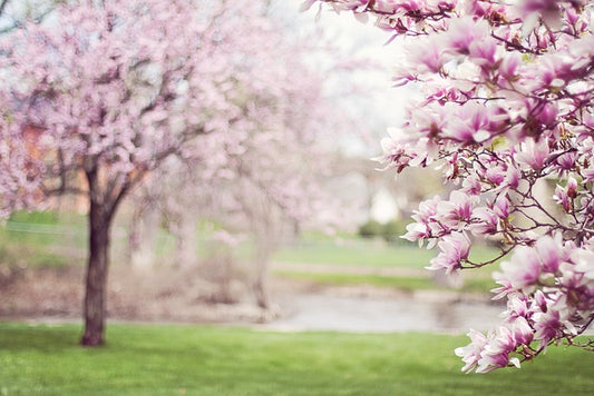 Lente, een nieuwe start met oude herinneringen